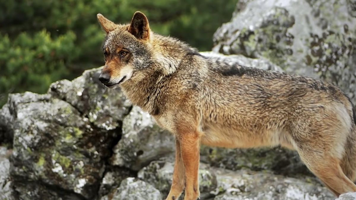 La Fundación Artemisan advierte del coste económico en la ganadería a causa de la presencia de lobo ibérico en España