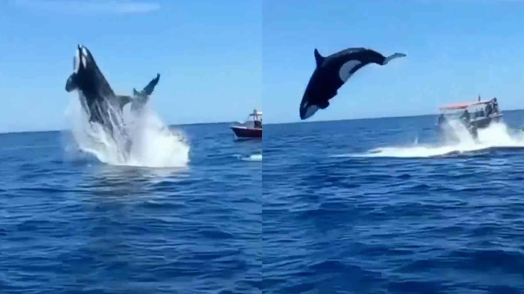 Una orca y un delfín chocan en pleno salto