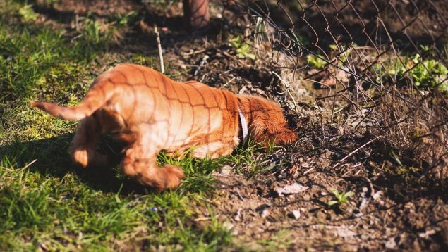 La increíble razón por la que a los perros les gusta tanto cavar