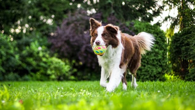 ¿Tienes un perro tonto? Ponle nota con este ranking de inteligencia