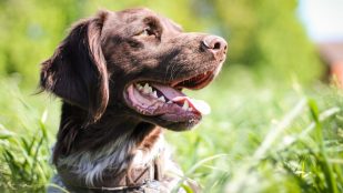 Así es como debes acreditar a tu perro como de caza para estar al día con la Ley de Bienestar Animal