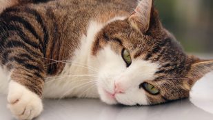 La curiosa razón por la que los gatos tienen un tercer párpado