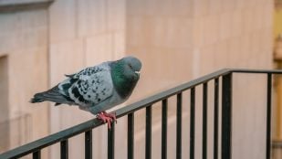 Palomas, Truco papel aluminio, Truco palomas