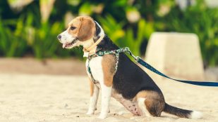 La Ley de Bienestar Animal prohíbe estos collares para perros