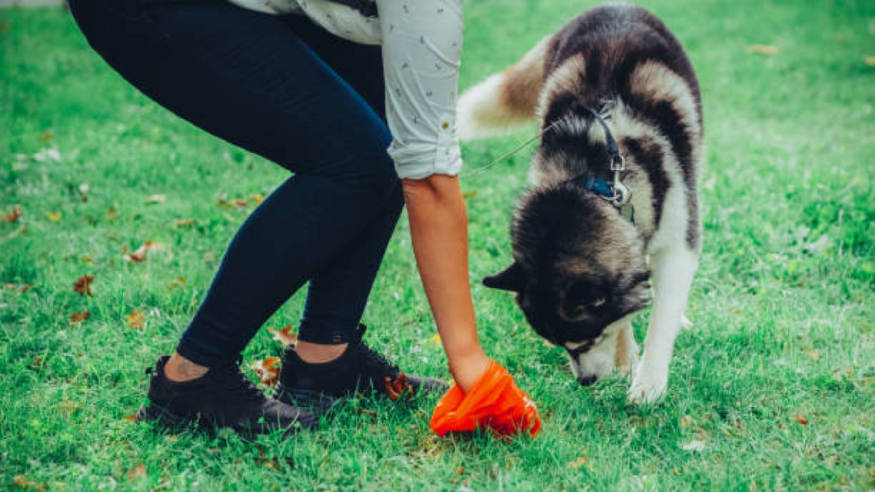 cuál es la forma más rápida de recoger caca de perro