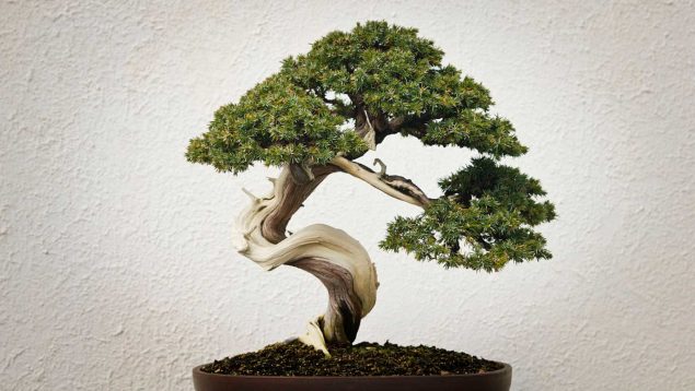 Todos los pasos para cuidar cómo debes un bonsái ficus