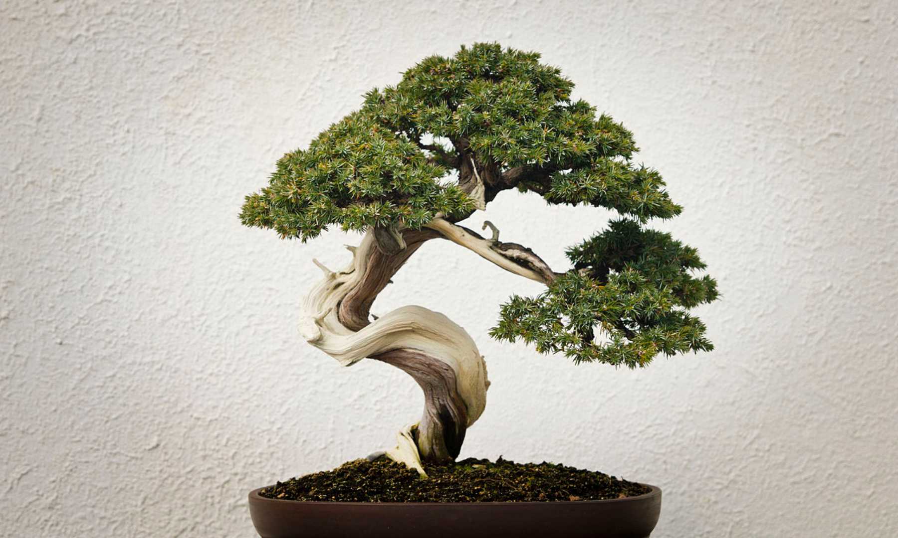 Todos los pasos para cuidar cómo debes un bonsái ficus