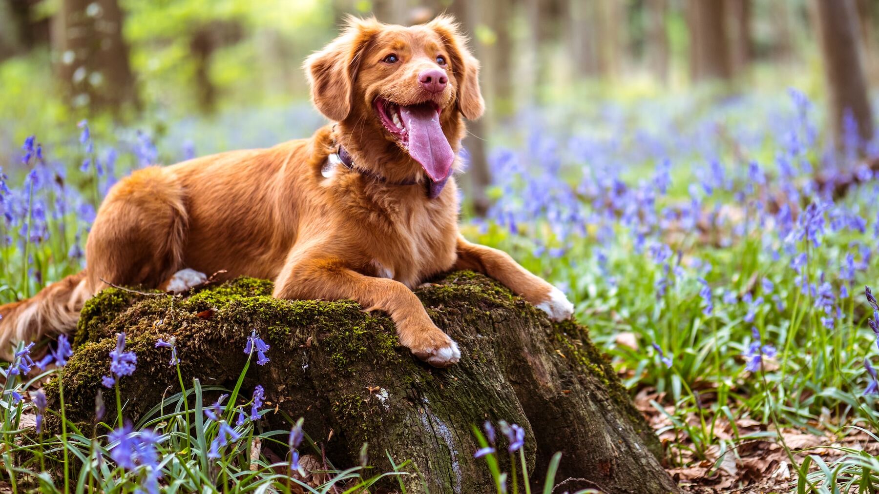 Curso obligatorio para tener perro: cuándo y cómo hay que hacerlo
