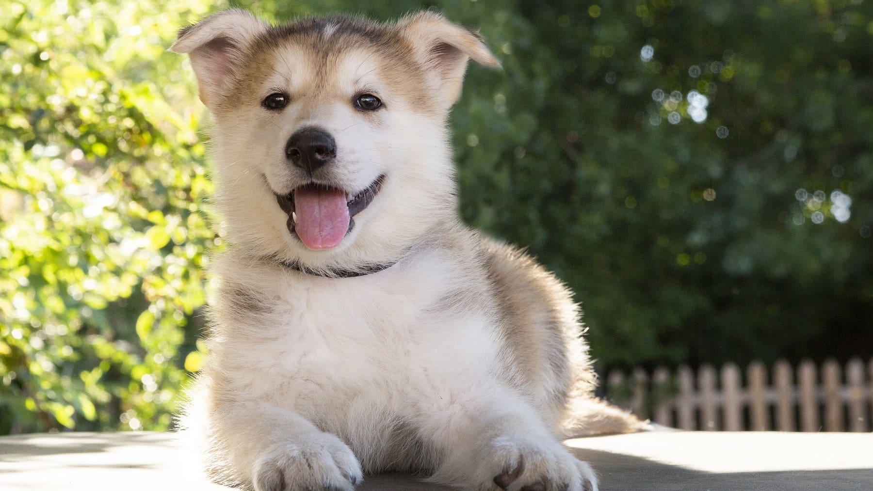 Esto es todo lo que debes saber sobre los seguros para perros: cuánto cuestan, qué cubren y cuándo entra en vigor