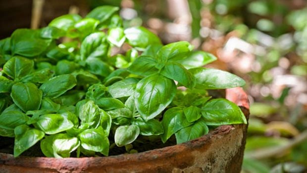Recetas con albahaca