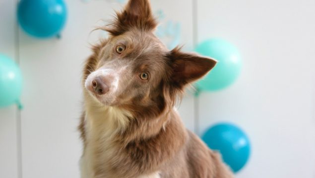 Hay una razón por la que tu perro gira la cabeza cuando le hablas: un estudio lo confirma