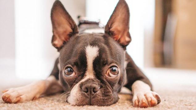 Boston Terrier: características y cuidados