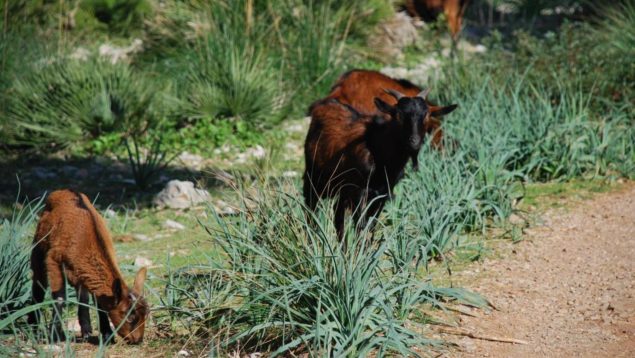 Una población de cabras en la Serra de Tramuntana.