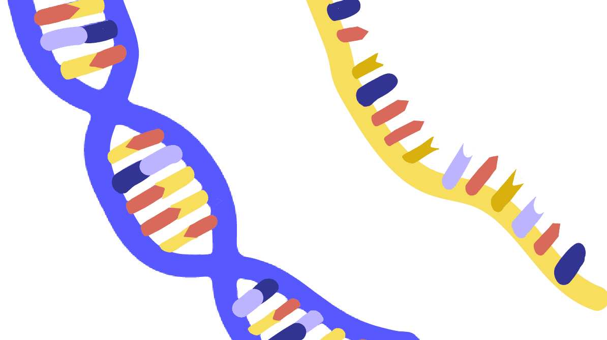 ARN no codificante, ¿en qué consiste?