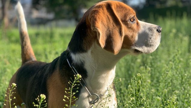 Son los mejores rastreadores: las 4 razas de perros con mejor olfato