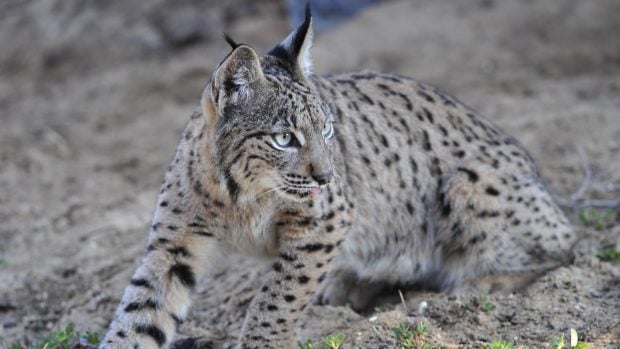Atropellos linces