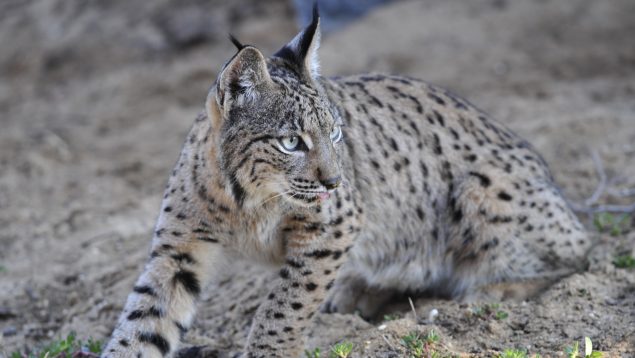 Atropellos linces