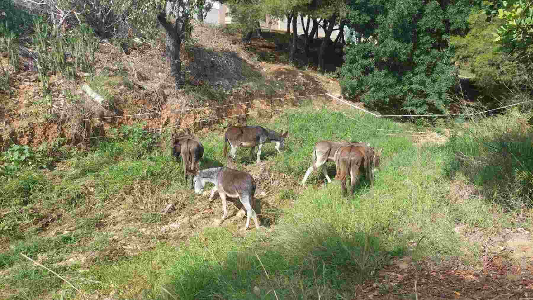Seis burros colaboran en la limpieza de los torrentes Gros y Coanegra. AYTO. MARRATXÍ