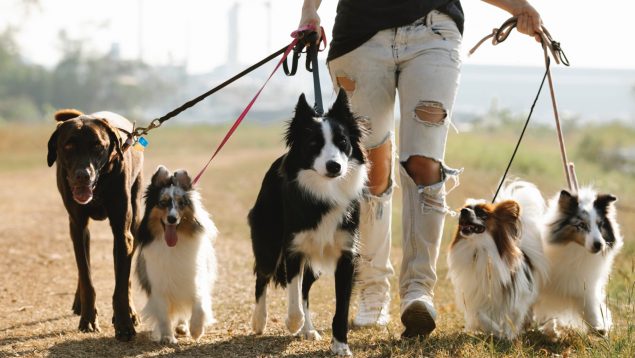 Cambio importantísimo en los seguros para perros: te afecta y tienes que saberlo