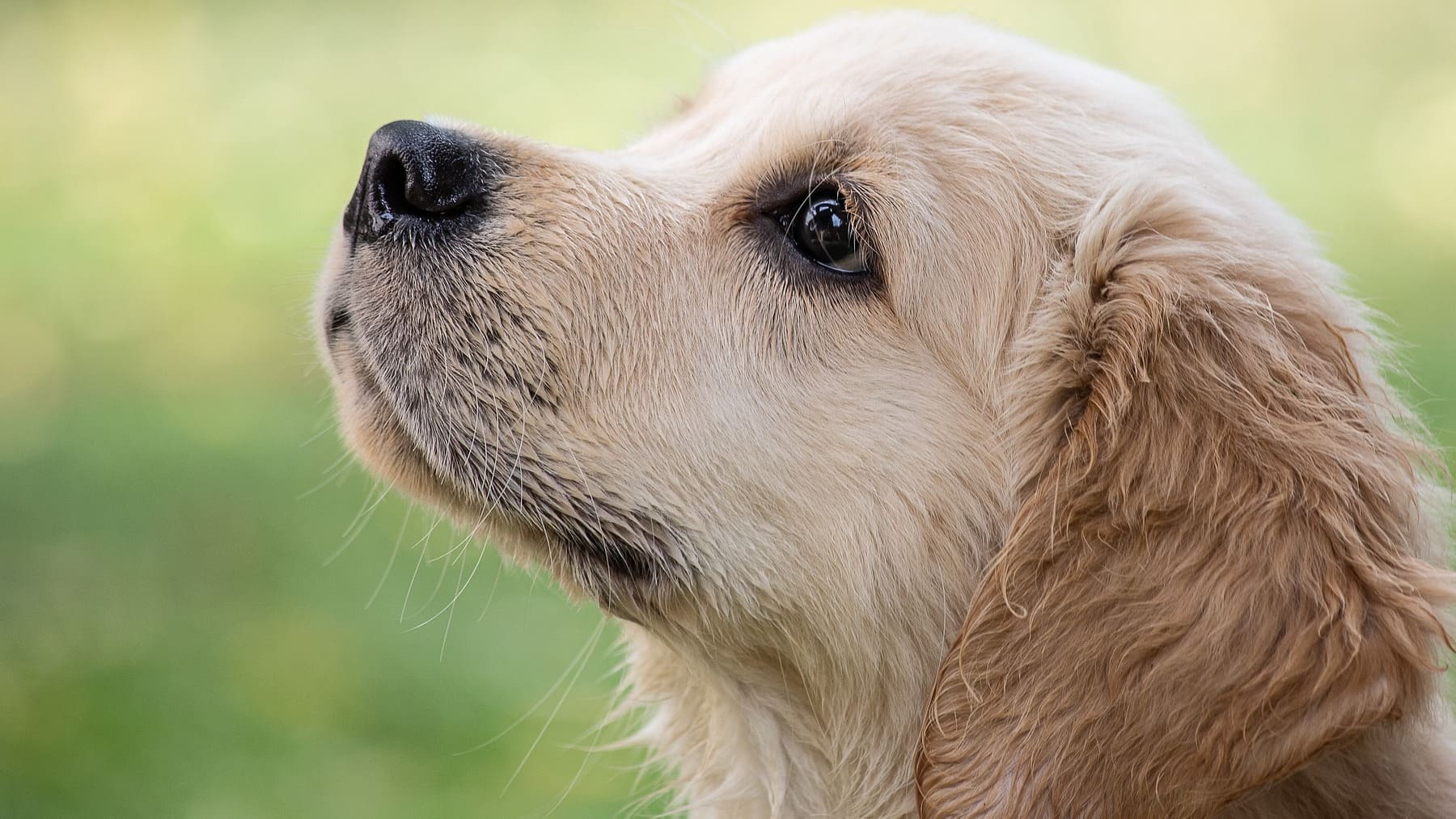 los perros mueren si comen chocolate