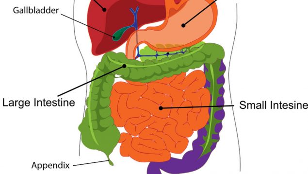 Cuidar intestinos