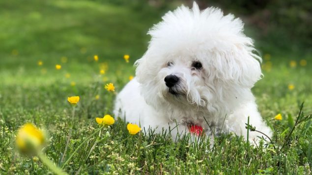 Las 5 razas de perros más tranquilas y cariñosas