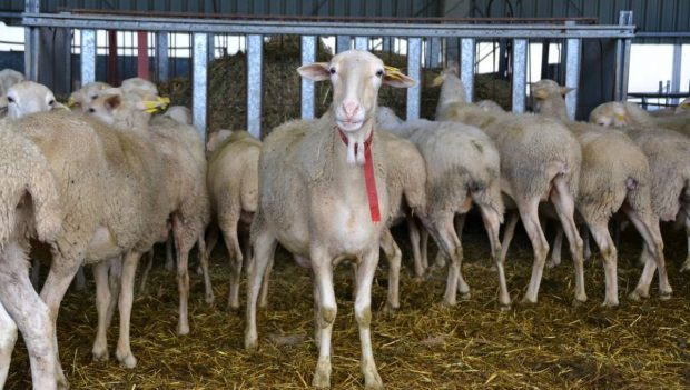 Ganado ovino virus