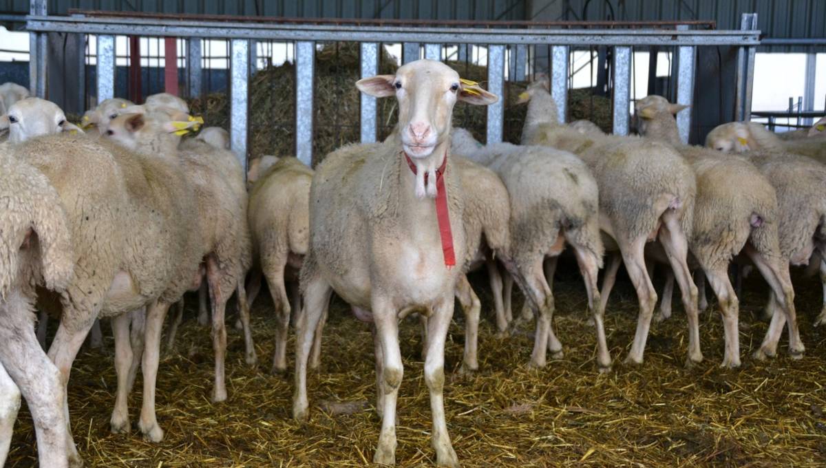 El Govern declara Mallorca zona afectada por la lengua azul por un foco en una explotación en Bunyola
