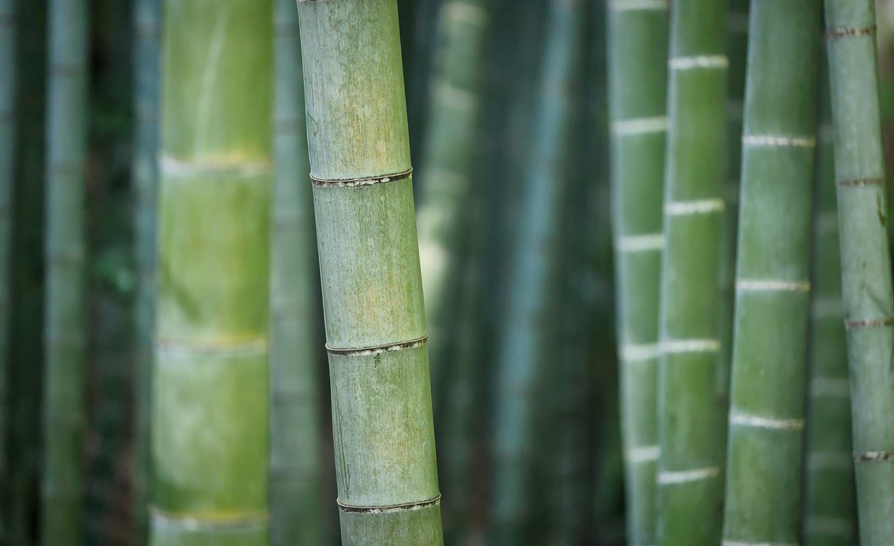 Las utilidades del bambú que no sabías: hay una gran cantidad