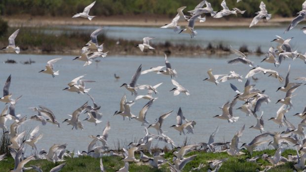 gaviota cabecinegra