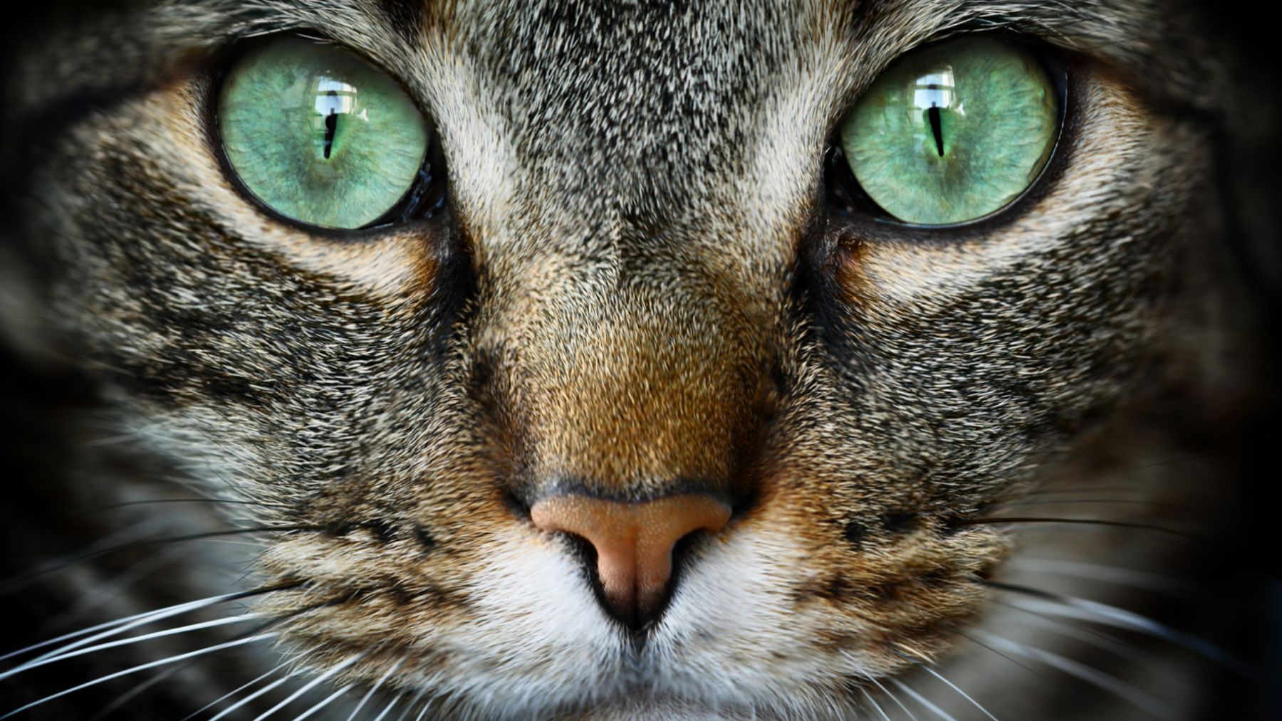 El motivo por el que los gatos tienen ojos brillantes