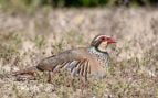 Imagen de una perdiz roja (Alectoris rufa).