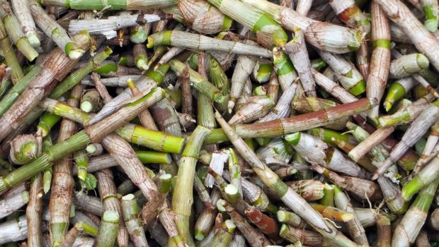 Brotes de bambú
