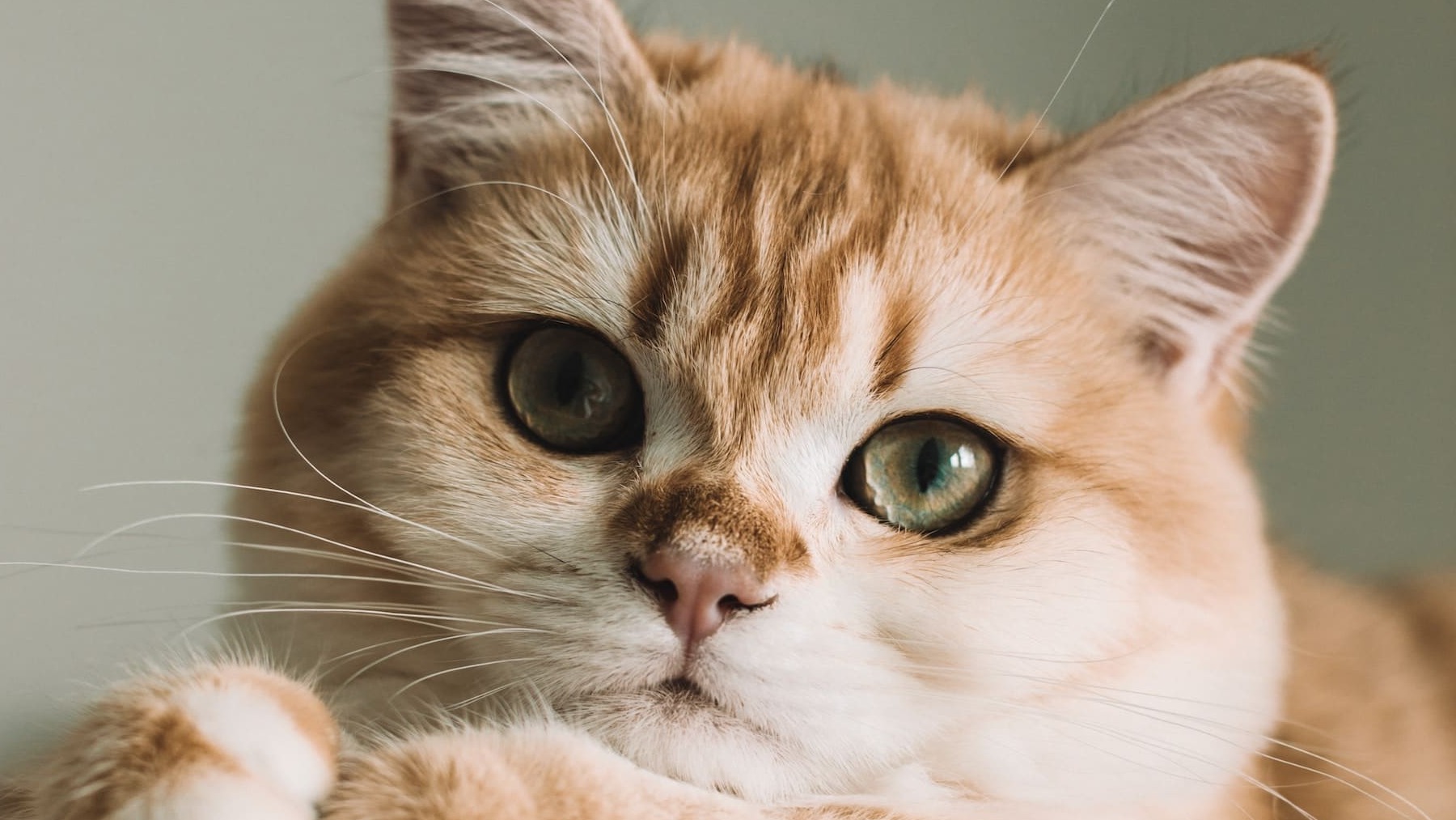 Arenero autolimpiable para gatos: ventajas e inconvenientes