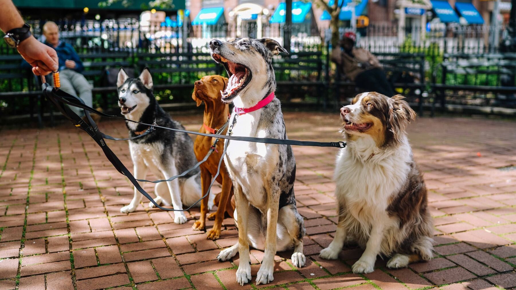 Las personas que tienen TOC con la limpieza y requieren de una mascota deben ir en busca de determinadas razas de perro