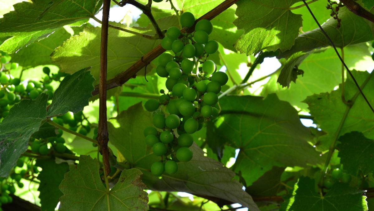 Hojas de parra en conserva