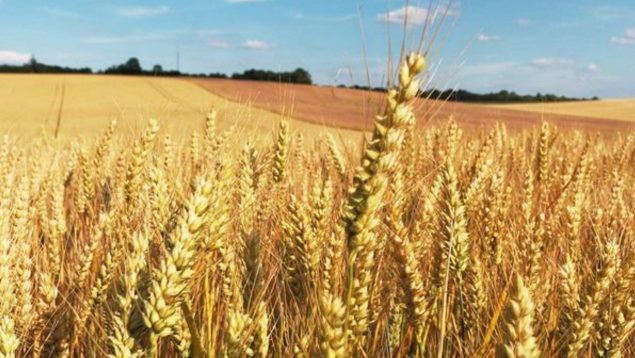 Lo puedes tener en tu casa: cómo cultivar trigo