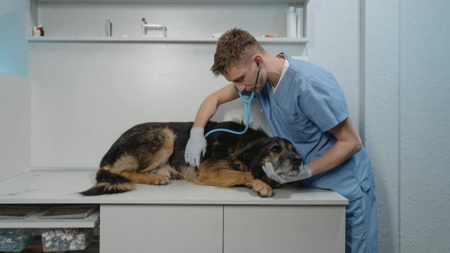 Así se puede pedir la ayuda para gastos veterinarios para tu perro: te saldrá gratis