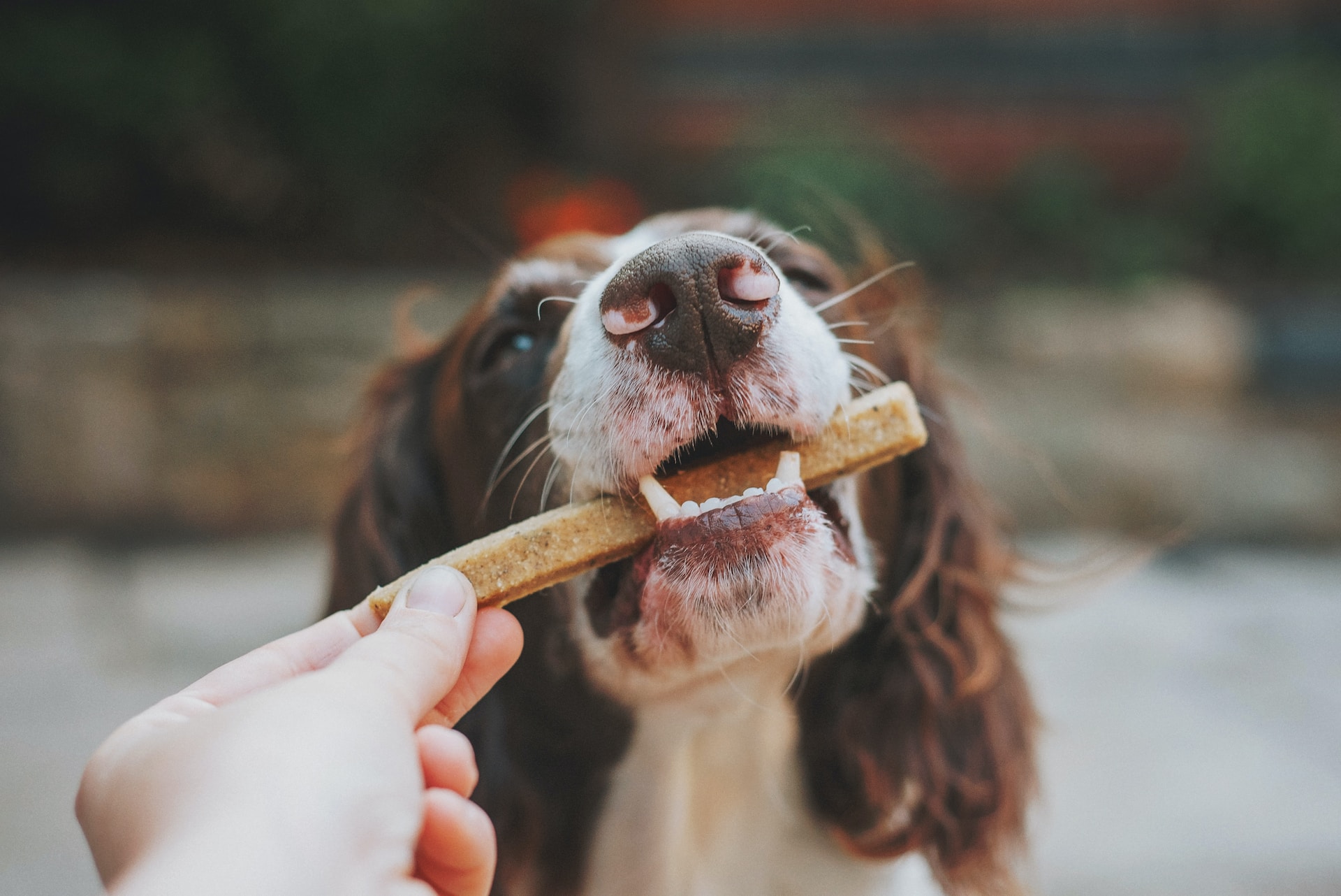 Cuidado con lo que le das de comer a tu mascota: puede que esté prohibido por la nueva Ley de Bienestar Animal