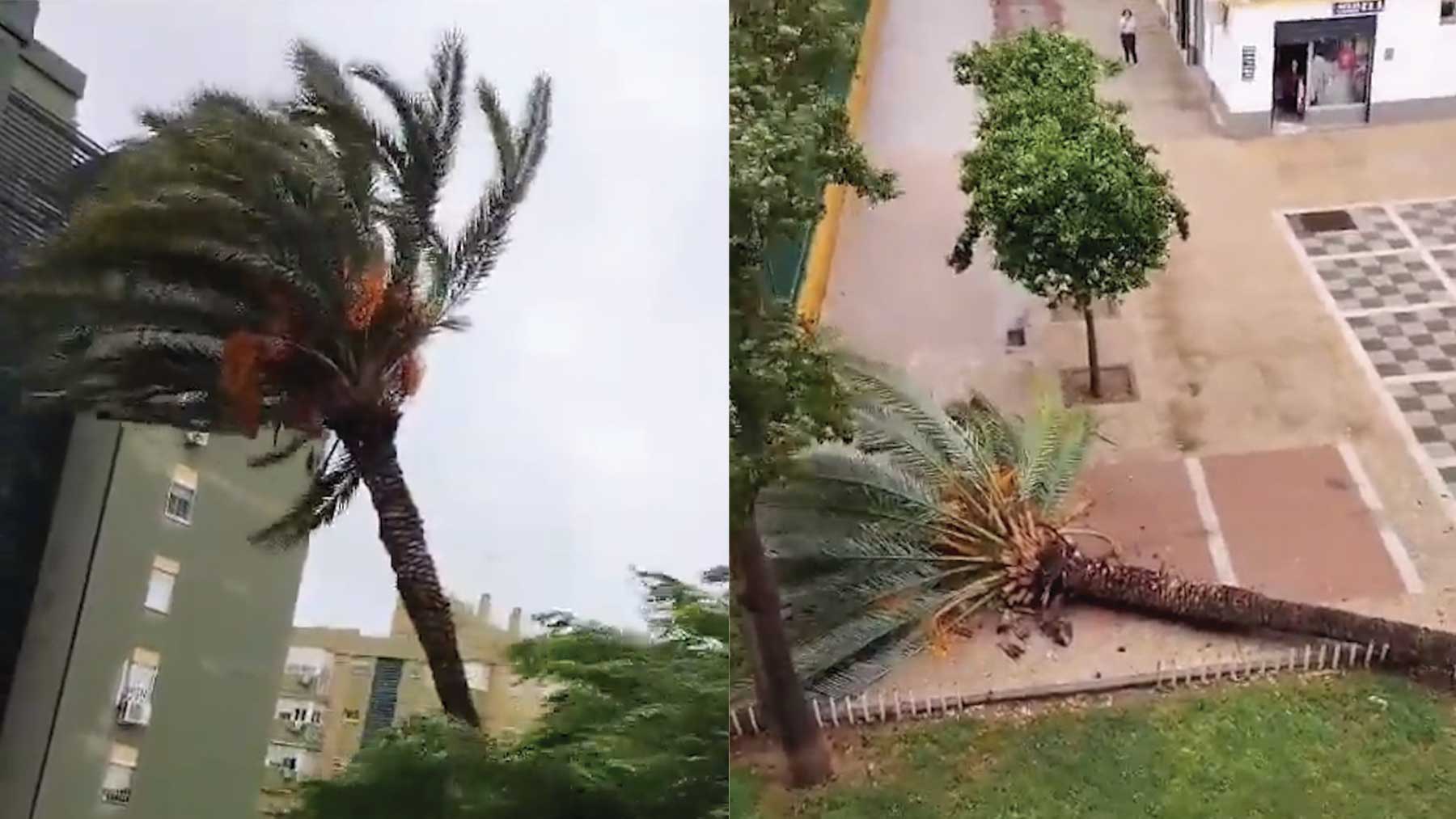 Una mujer graba el momento en el que cae una palmera de gran tamaño en Sevilla: «¡Se ha caído!».