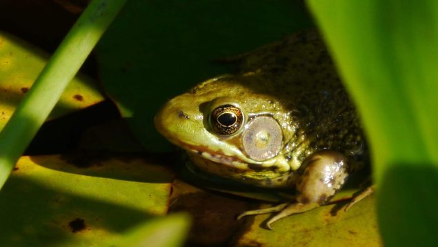 Rana escondida