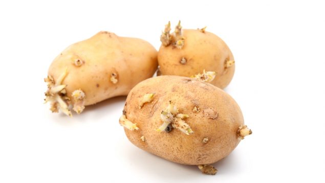 patatas brotes conservar