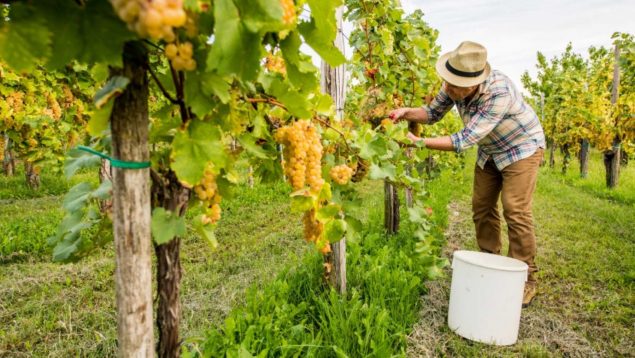 Vi de la Terra Mallorca cierra la vendimia 2023 y augura vinos de «gran calidad»