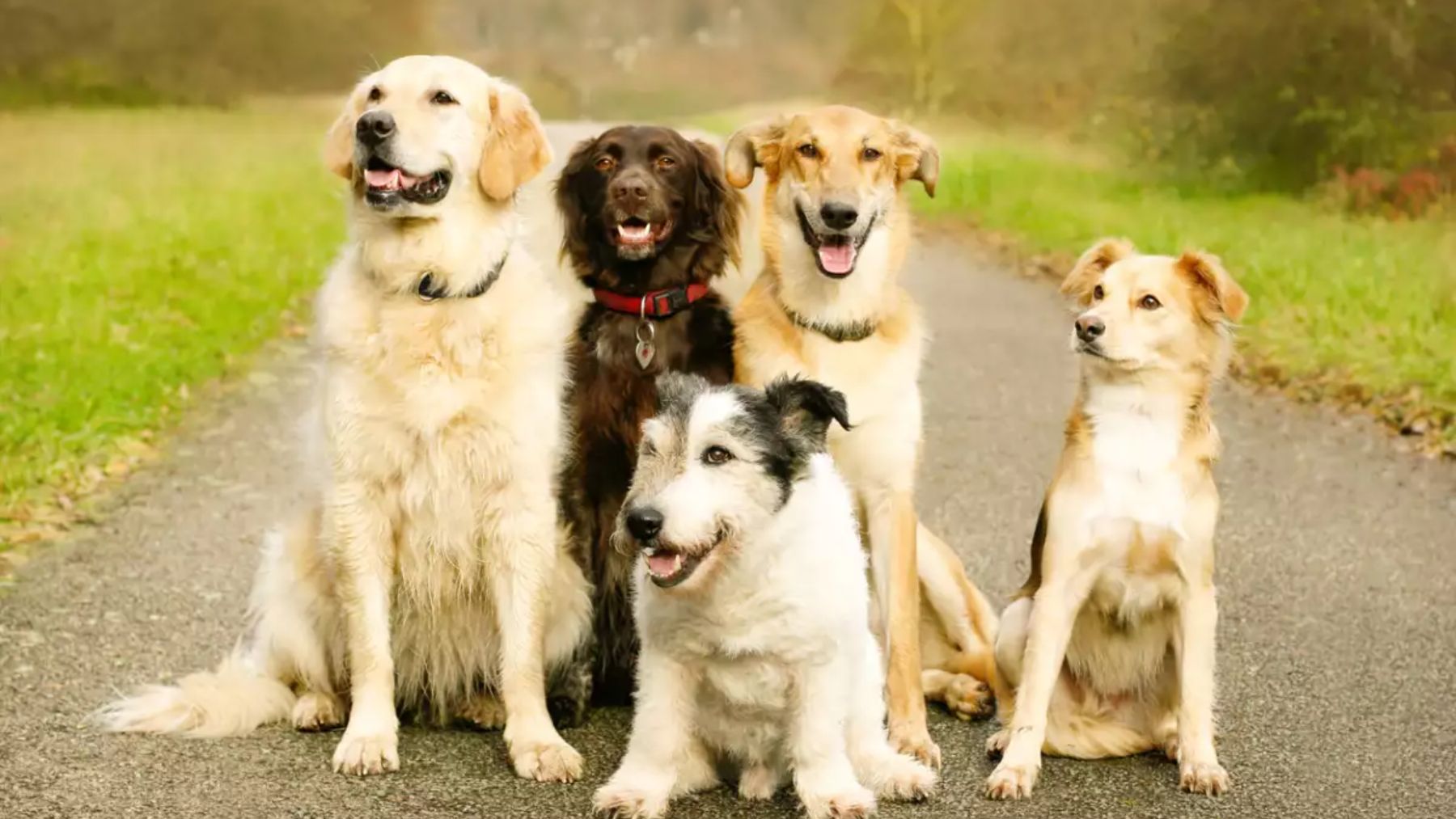La raza de perros que puede ser clave para la lucha contra el cáncer