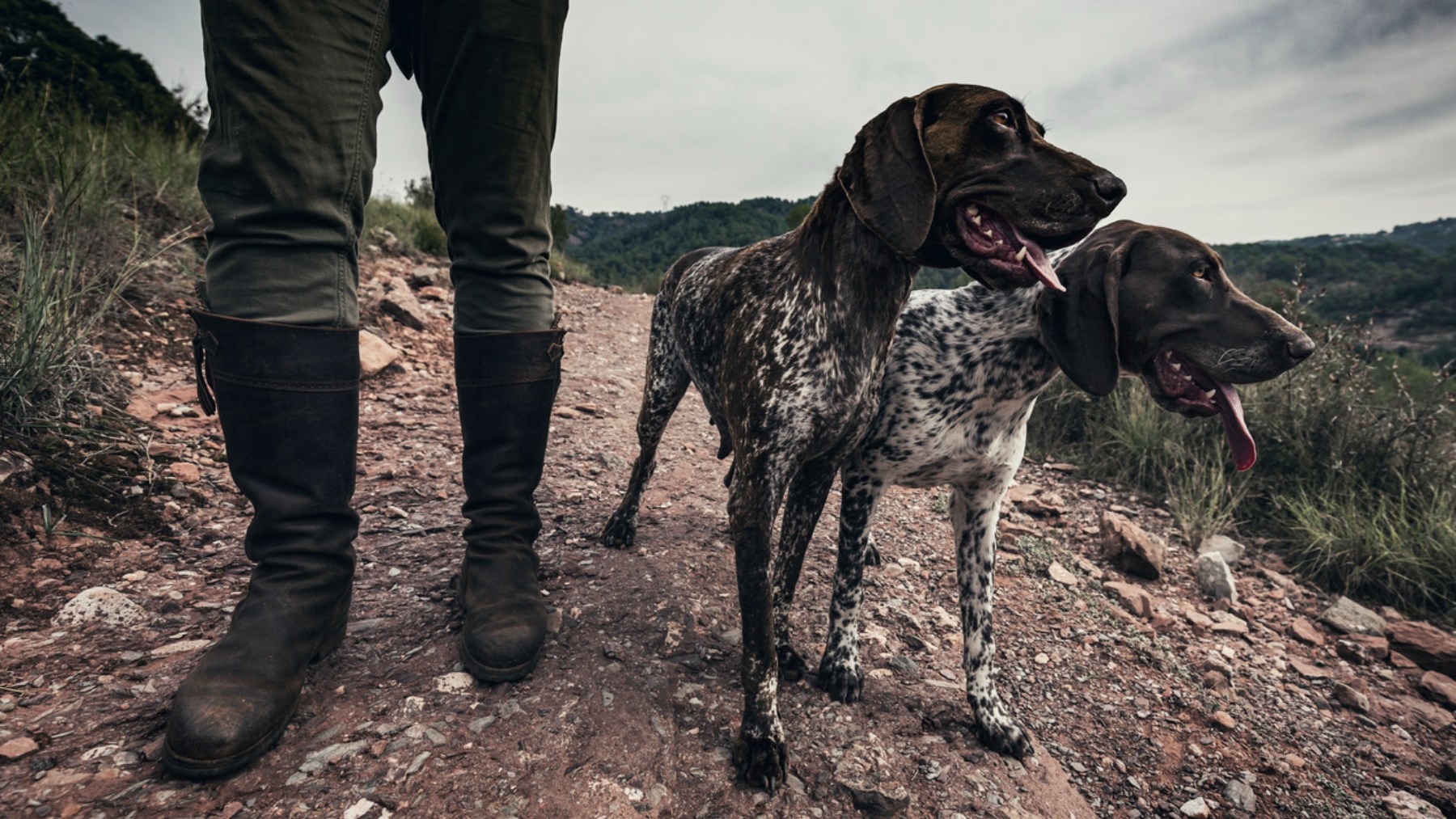 Un cazador junto a sus perros. (Fuente: iStock)