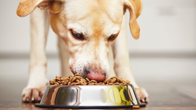 perro comida bol