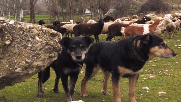 Muere una mujer de 27 años tras ser atacada por cinco perros de pastoreo en Zamora