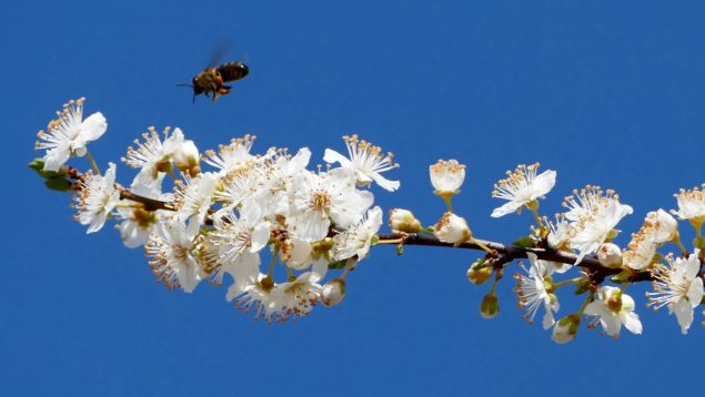 Abeja vuela