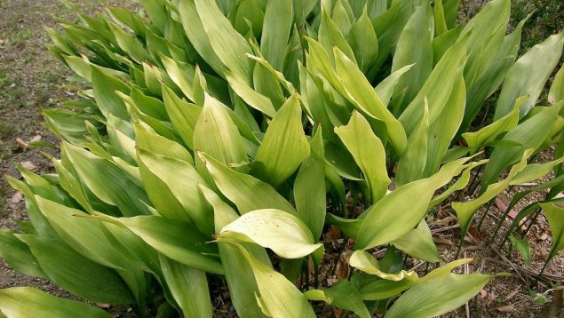 La aspidrista: cómo cultivar esta planta en casa de forma fácil
