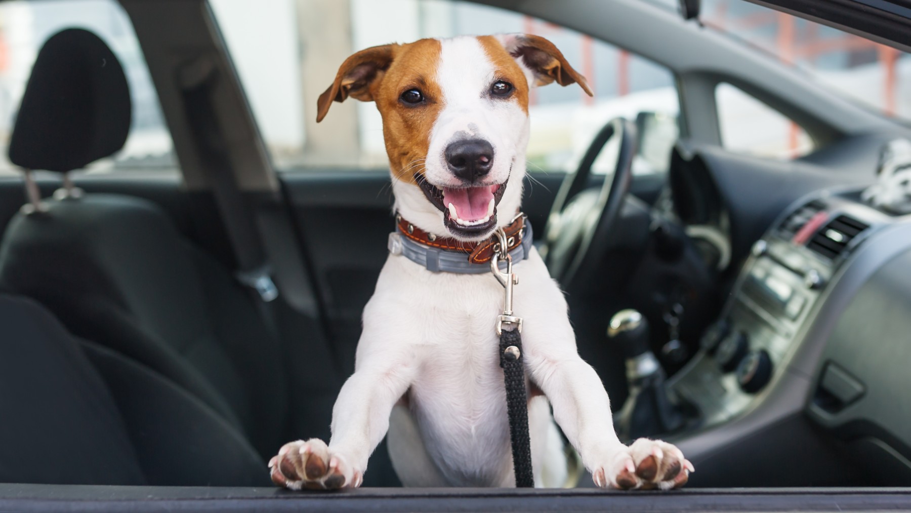 cómo llevar a tu perro en el coche, viajar con tu perro,